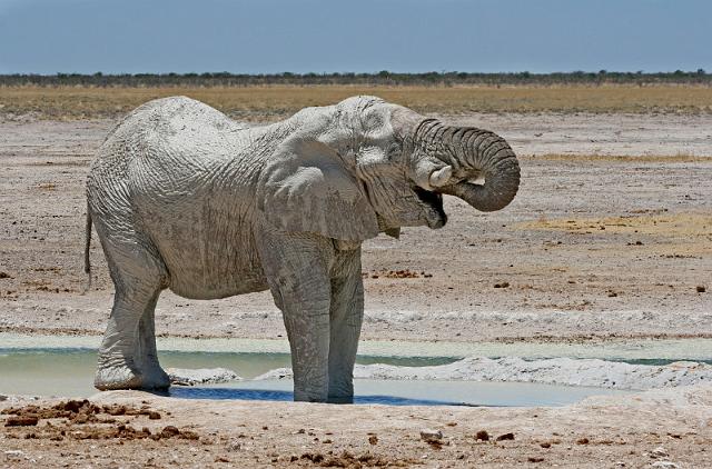 242 Etosha NP, olifant.JPG